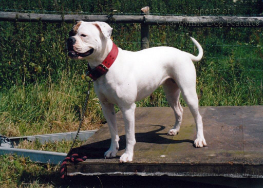 American bulldog hot sale boar hunting